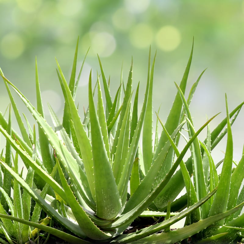 aloe-vera